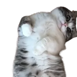 😺