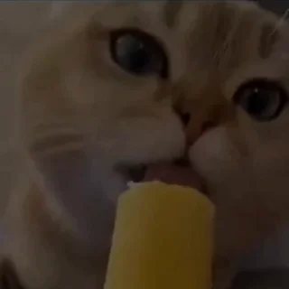 🐈
