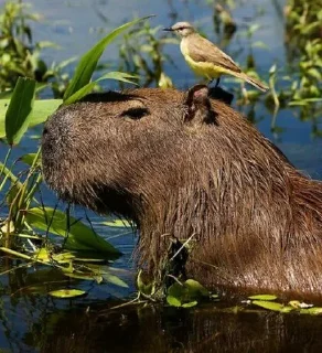 🐗
