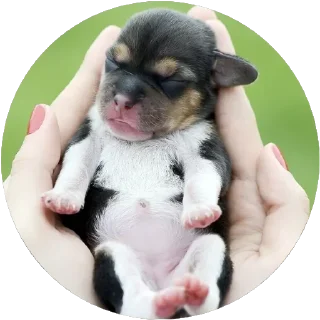 🐶