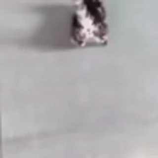 🐈‍⬛