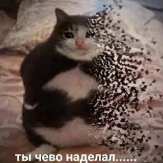 😿