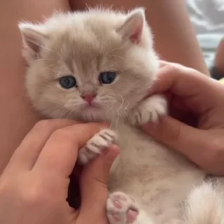 🐱
