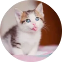 🐱