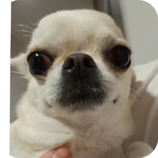 🐶