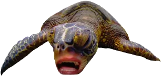🐢