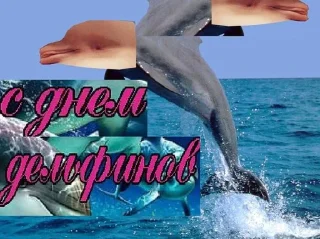 🐬