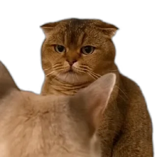 😡