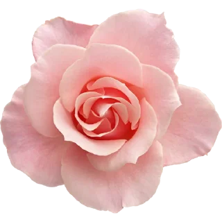 🌹