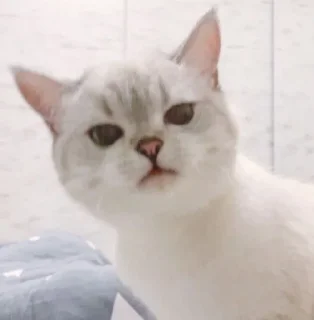 🐱