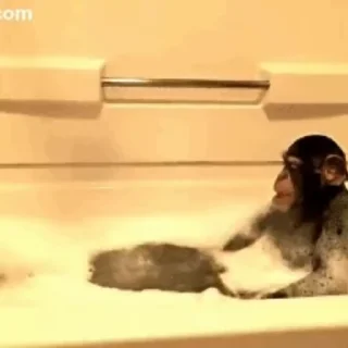 🐒