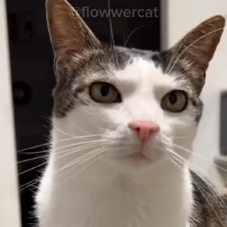 💬