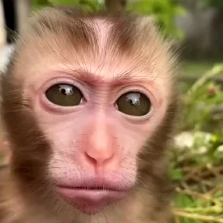 🙉