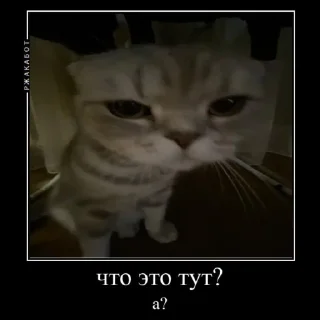 😾