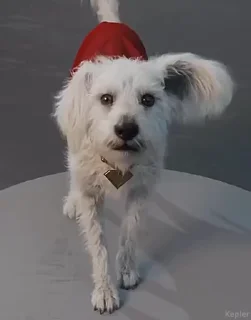 🐶