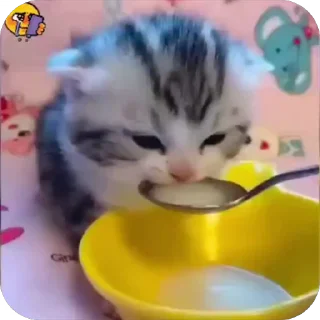 🍲