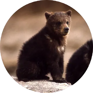 🐻