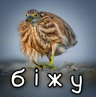 🏃‍♂