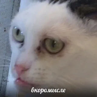 😶