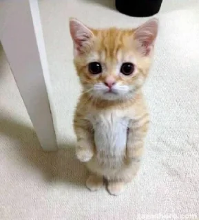 🥺