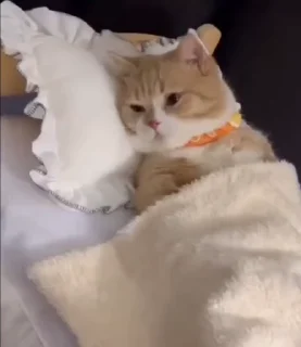 😴