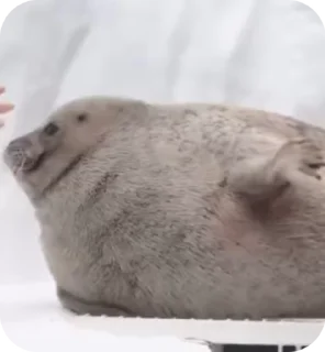 🦭