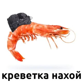 🦐