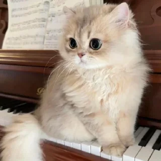 🐈