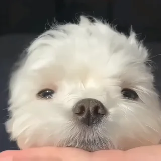 🐶