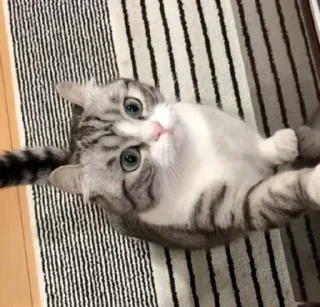 🎉