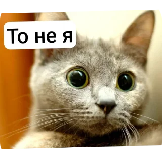🐱