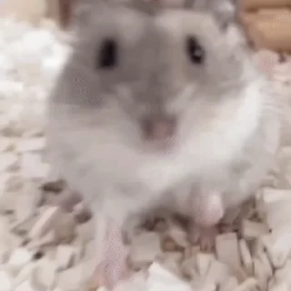 🤩