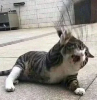🐱