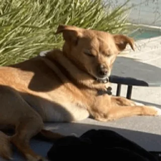🐶