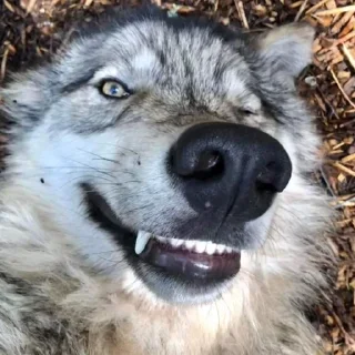 •Волк•