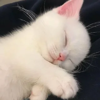 👅