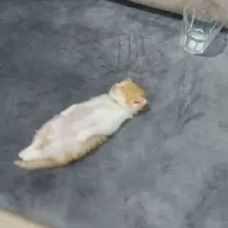 🌚