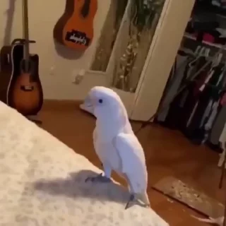 🦜