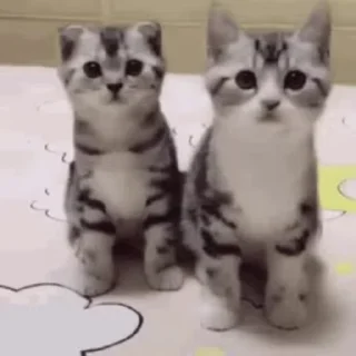 🐱