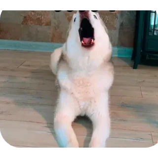 🐶