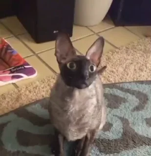 🤩