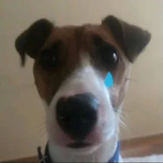 🐶