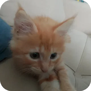 🐱
