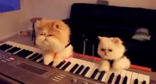🎹