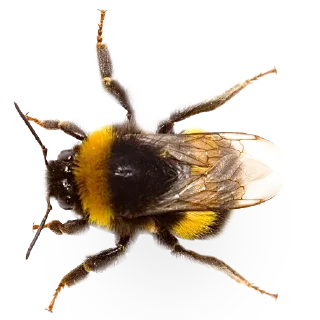 🐝