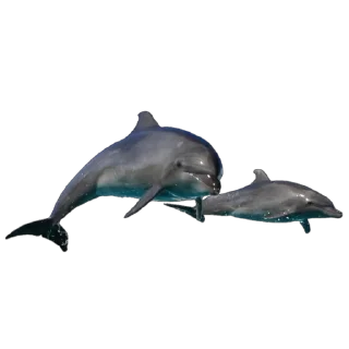 🐬