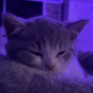 😴