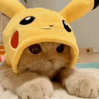 🐾
