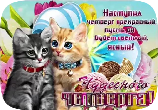 😼