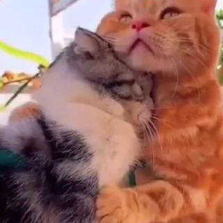 😪